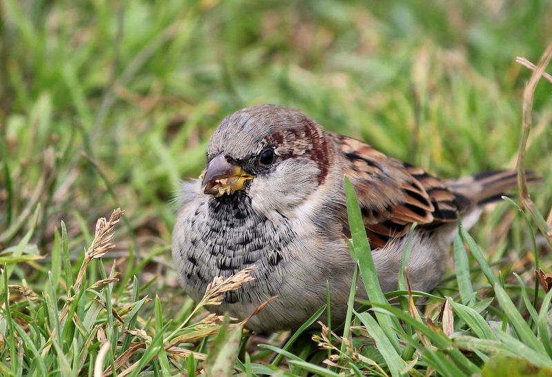 птицы,воробей обед фото превью