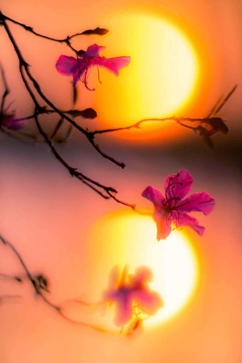 закат, багульник, рододендрон даурский,, Сергей