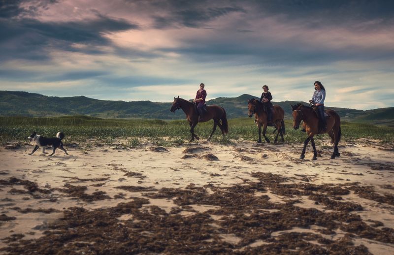 лето, кони, пляж На прогулке. фото превью