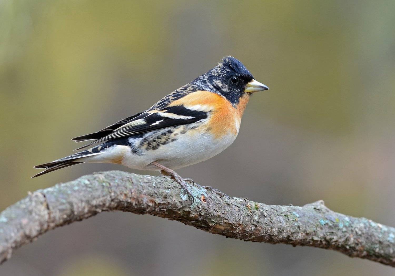 вьюрок,юрок,самец,апрель,бор, Иван