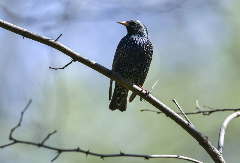 ВЕСНА ПРИШЛА . СКВОРЦЫ ПРИЛЕТЕЛИ фото превью
