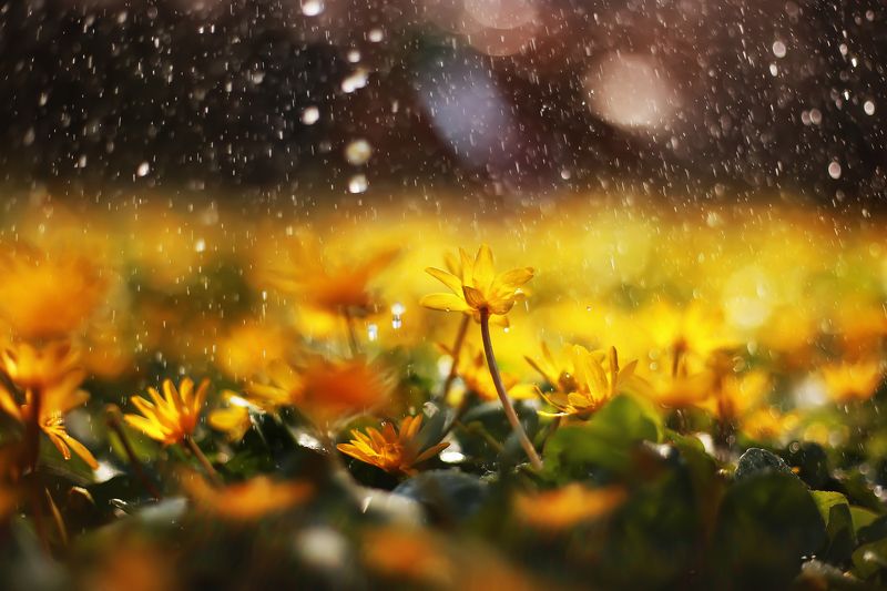 *** фото превью