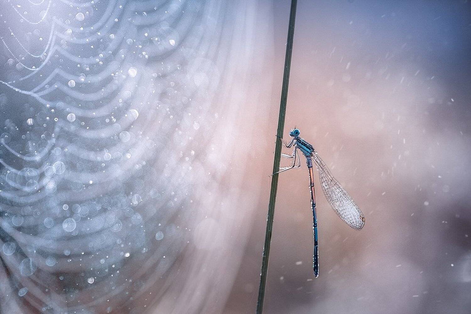 украина, коростышев, лето, лес, красота, макро истории, макро мир, природа, макро красота, стрекоза, боке,, Александр Чорный