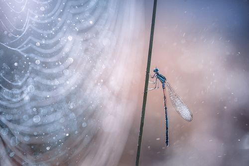 Зов окружающей красоты