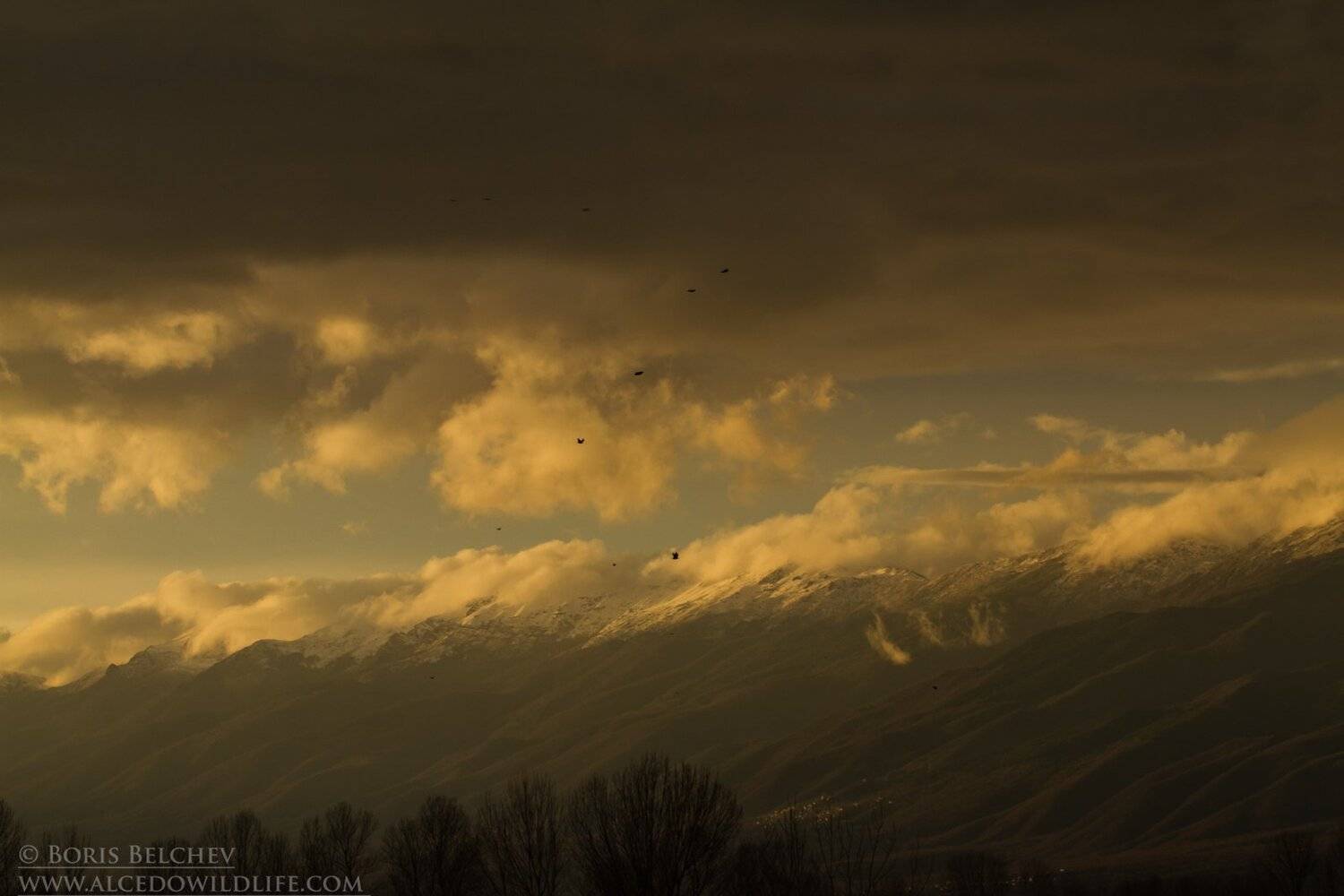 , Борис Белчев