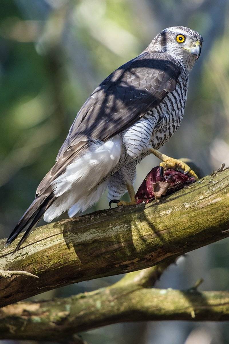 , Александр Абросимов