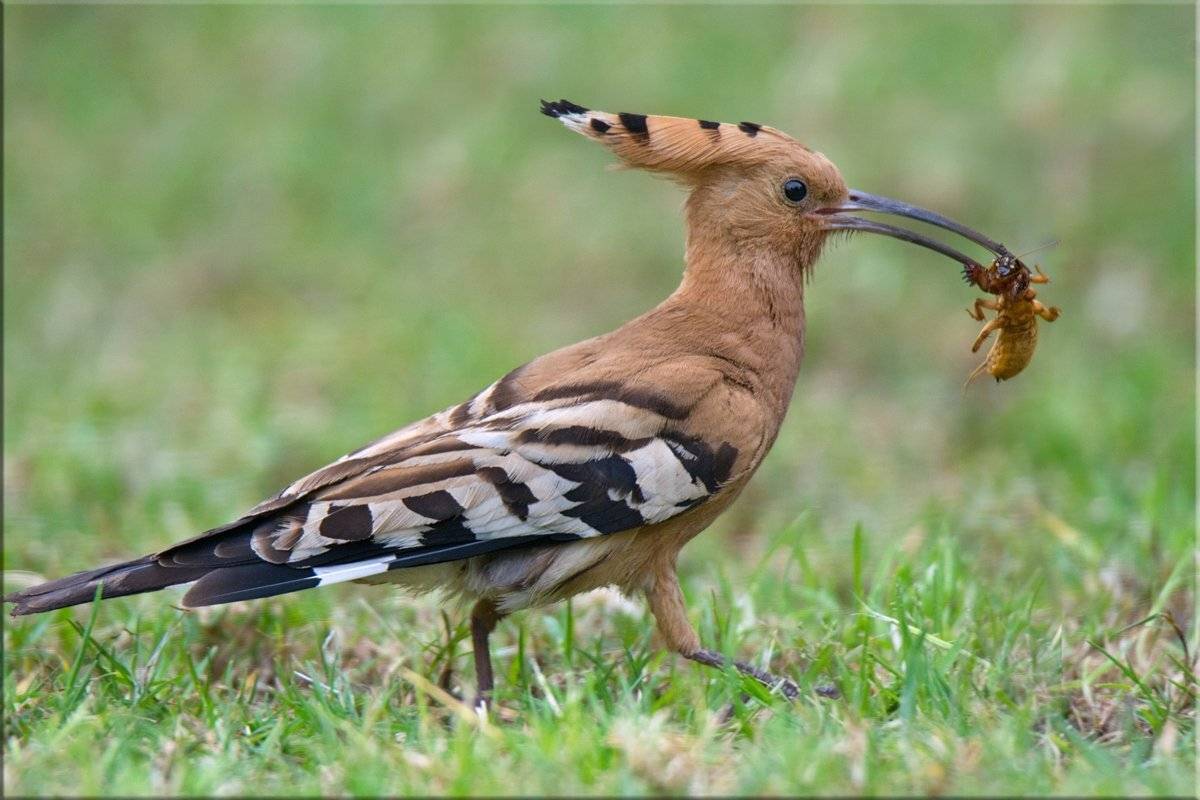 удод, медведка, март, весна, Людмила Бекман