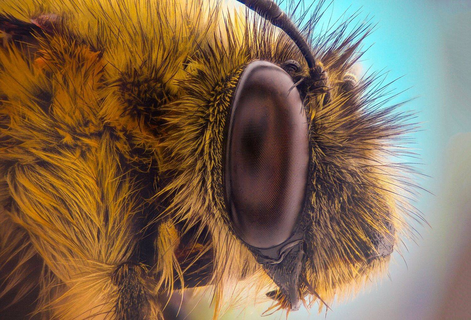 ceclii, macro, extrememacro, Tsvetan Ganev