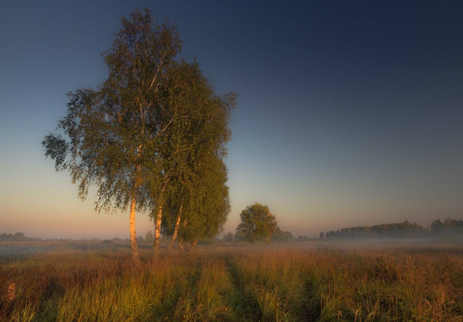 утро,берёзы,туман, Елена Рубинская