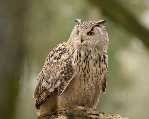 Eagle Owl