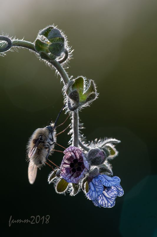 ЖУЖА И МЕДУНИЦА фото превью