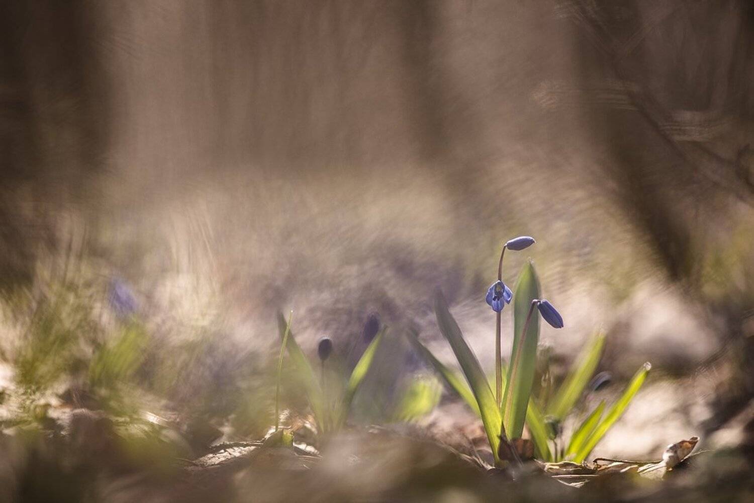 пролески, первоцветы, свет, цвет, апрель, весна, позитив, геннадий мещеряков, воронеж,, Геннадий Мещеряков