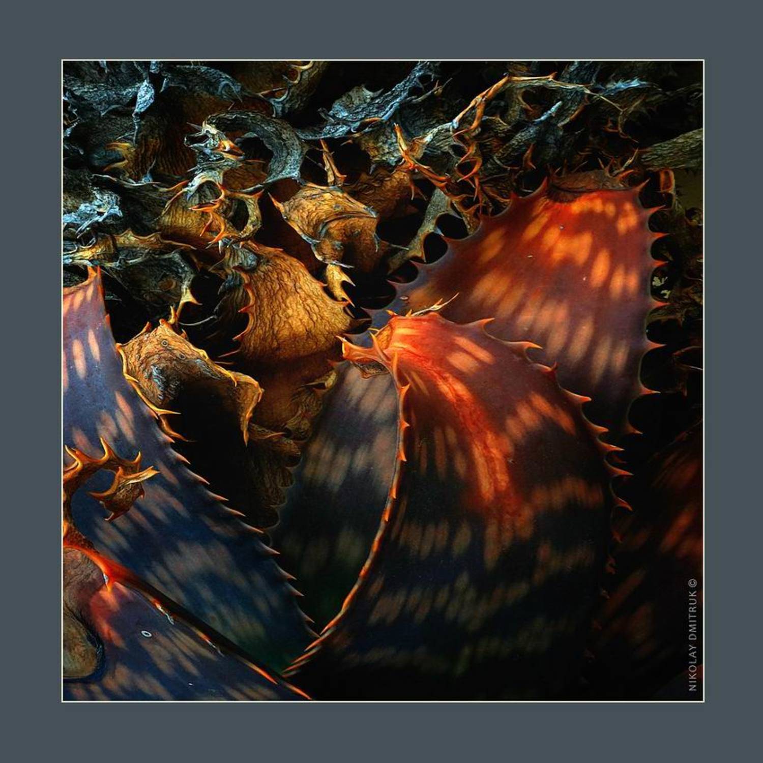 макро музыка, николай дмитрук