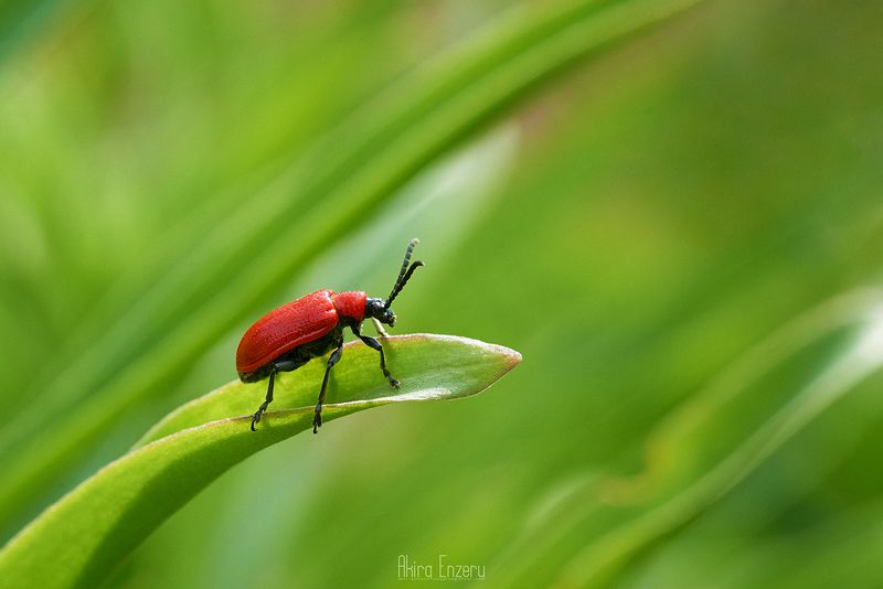 macro ***photo preview