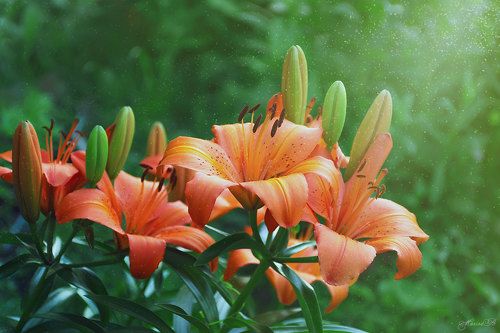 Солнечные лилии