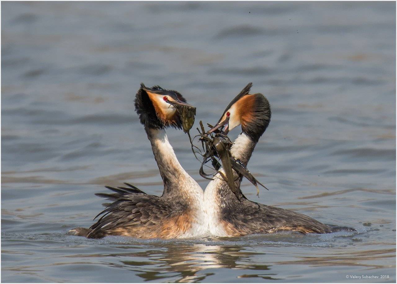 , Валерий Субачев