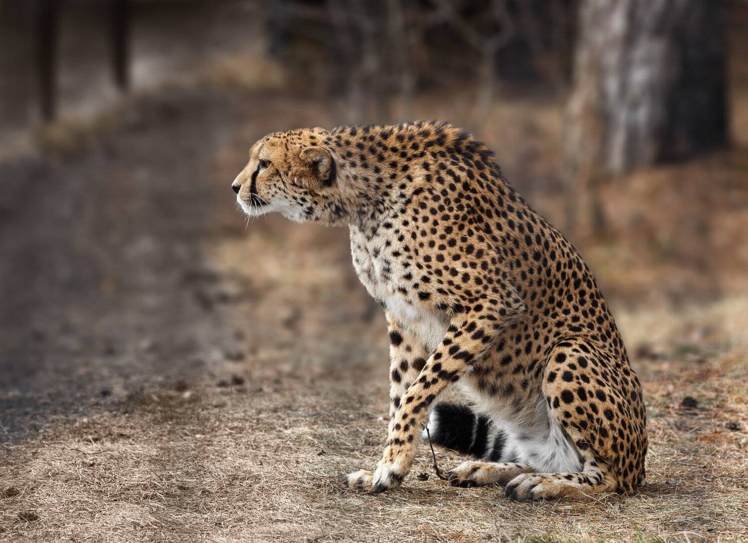 гепард, Олег Богданов