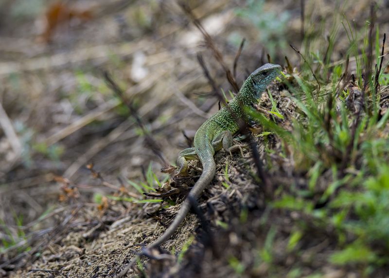 Маленький дракон фото превью