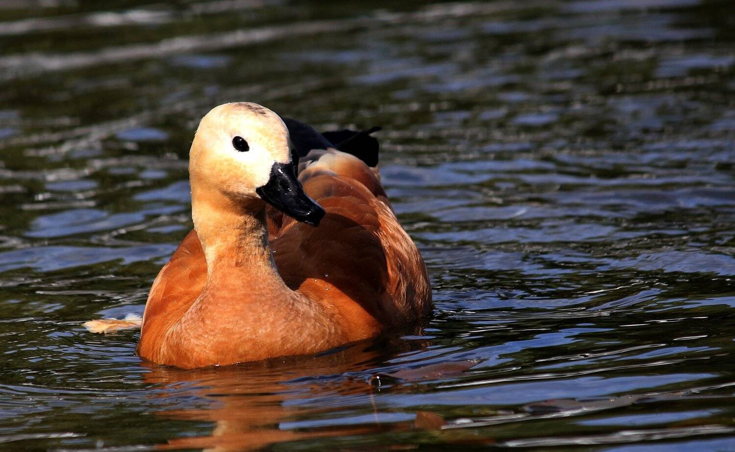 огарь, красный гусь, птица, Влада Андрюнина