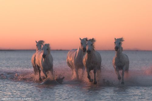 Из фототура в Камарг