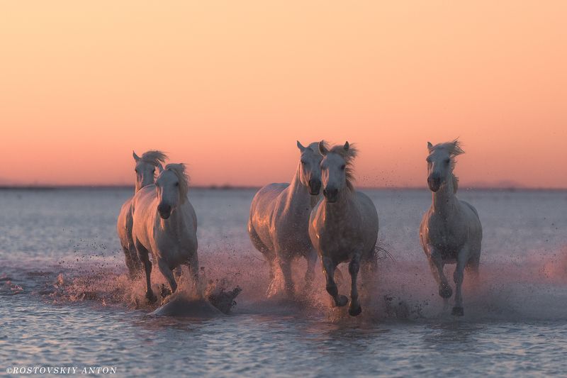 Фототур, Камарг, Франция, кони, жеребцы, фотопутешествие Из фототура в Камарг фото превью
