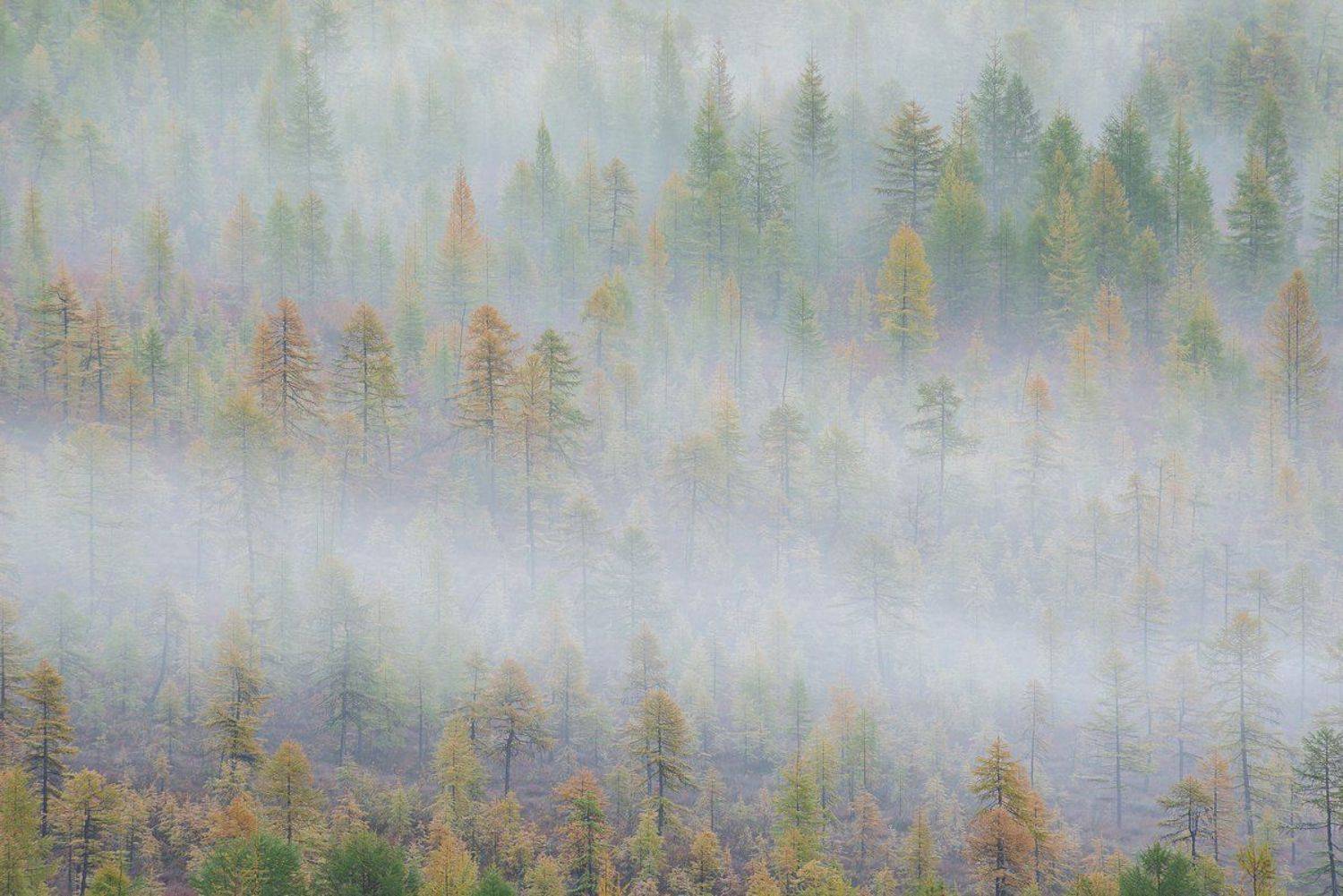 колыма, тайга, Екатерина (PhotoJourneys.ru) Васягина