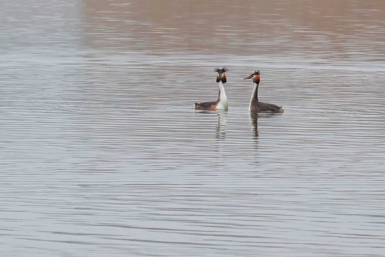 , Игорь Дубровский