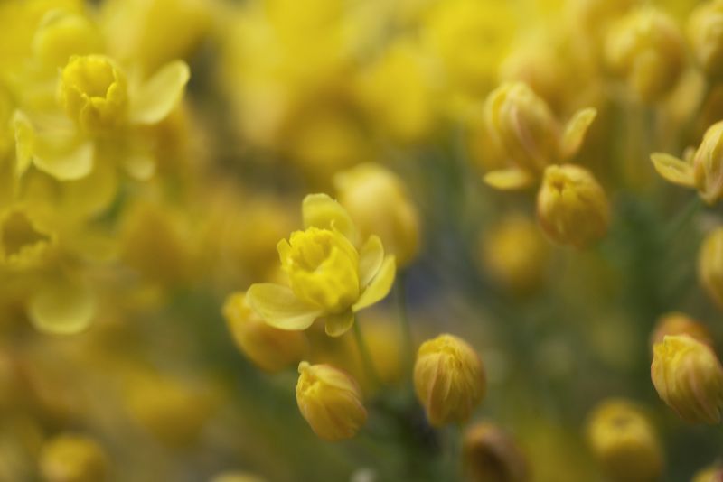 Spring фото превью