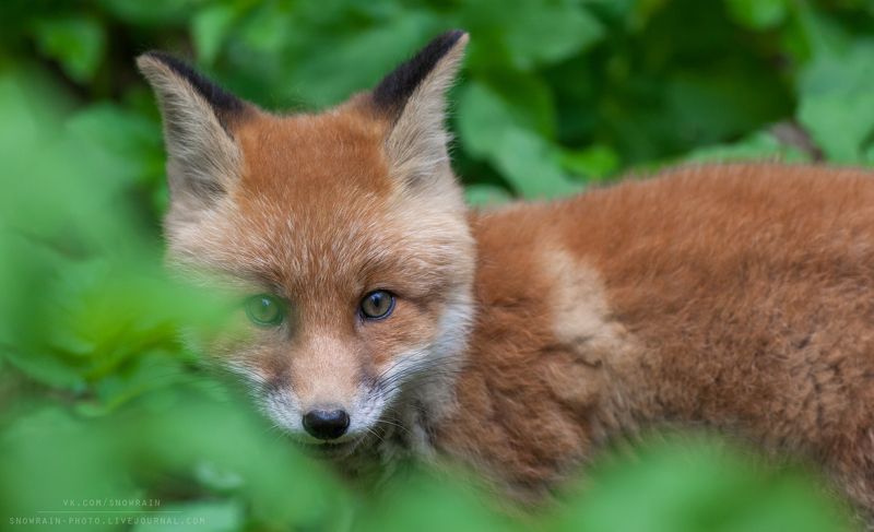лиса, фотоохота, анималистика, дикая природа, природа, лес, животные, nature, wildlife, fox, animal, wildlifephoto Лисенок фото превью