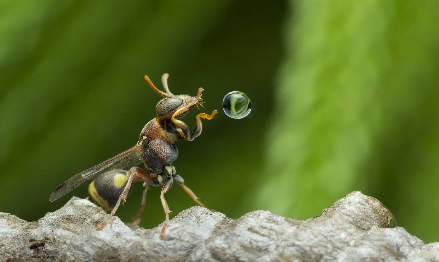 #macro#wasp#waterbubble#reflection#freezed, Choo How Lim