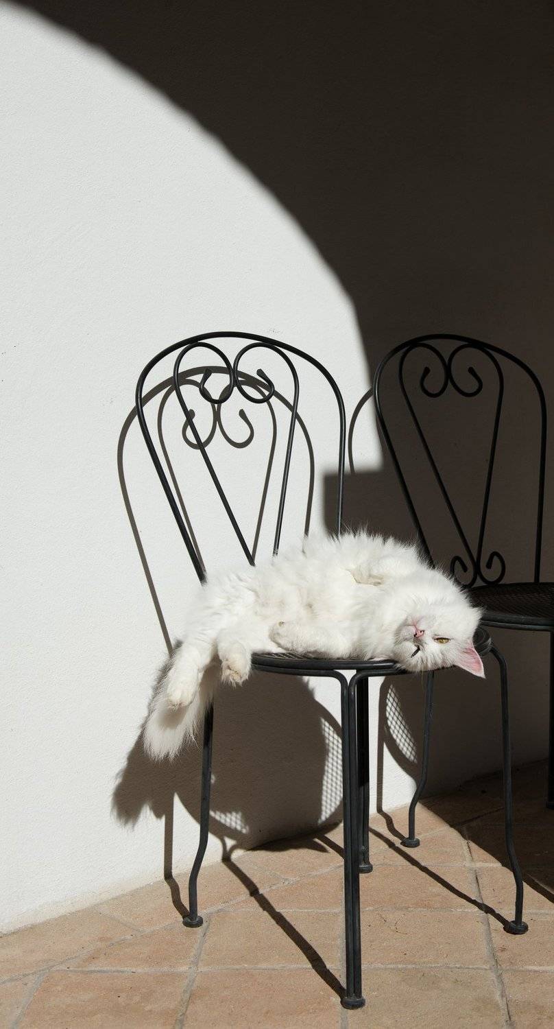 cat, Dmitry Samoylin