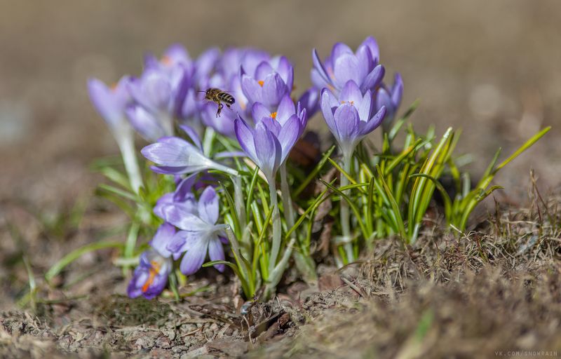 дикая природа, природа, лес, nature, wildlife, цветы, flower, wildlifephoto, весна, spring Весеннее настроение фото превью