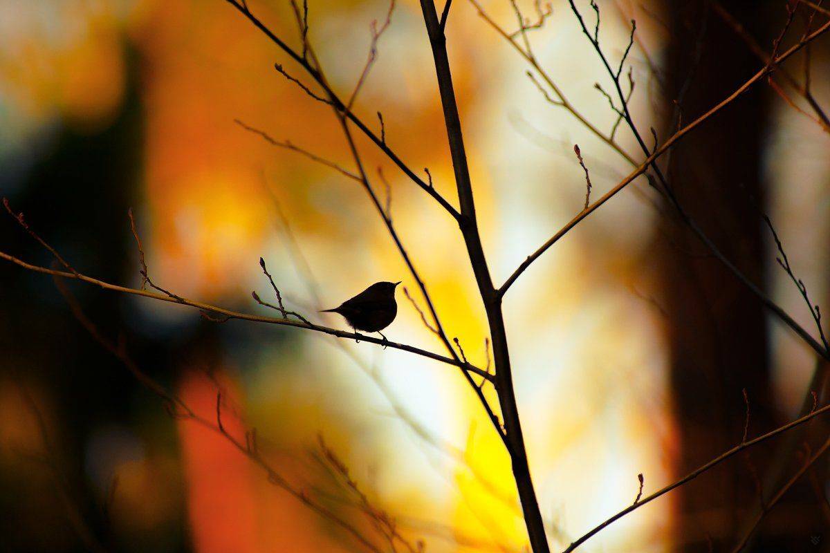bird, wildlife, tree, Wojciech Grzanka