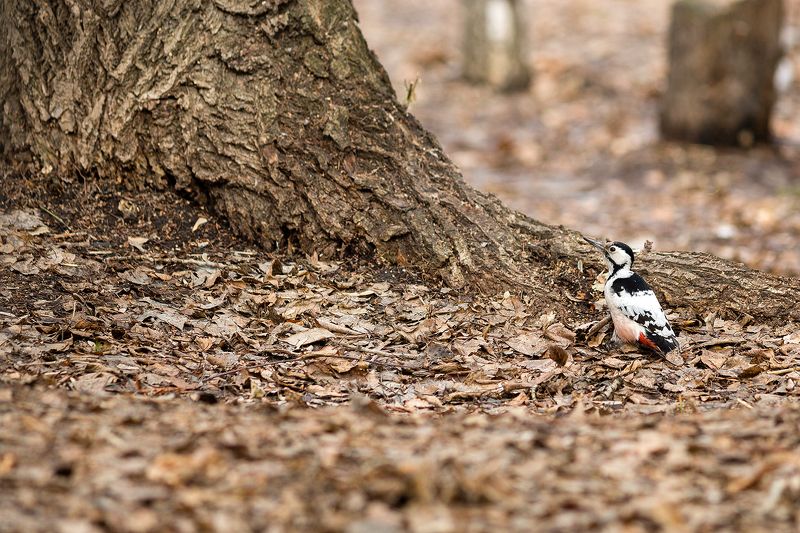 Дятел фото превью