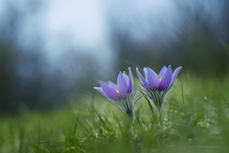 pulsatilla grandis,бархатный цветокзака,тпейзаж,природа,цвет,zanfoar,макро,чешская республика,czech republic,nikon d750,twin,чехия,czech Pulsatilla grandis - twins фото превью