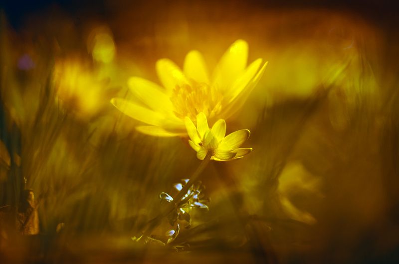 Мы...эхо... фото превью