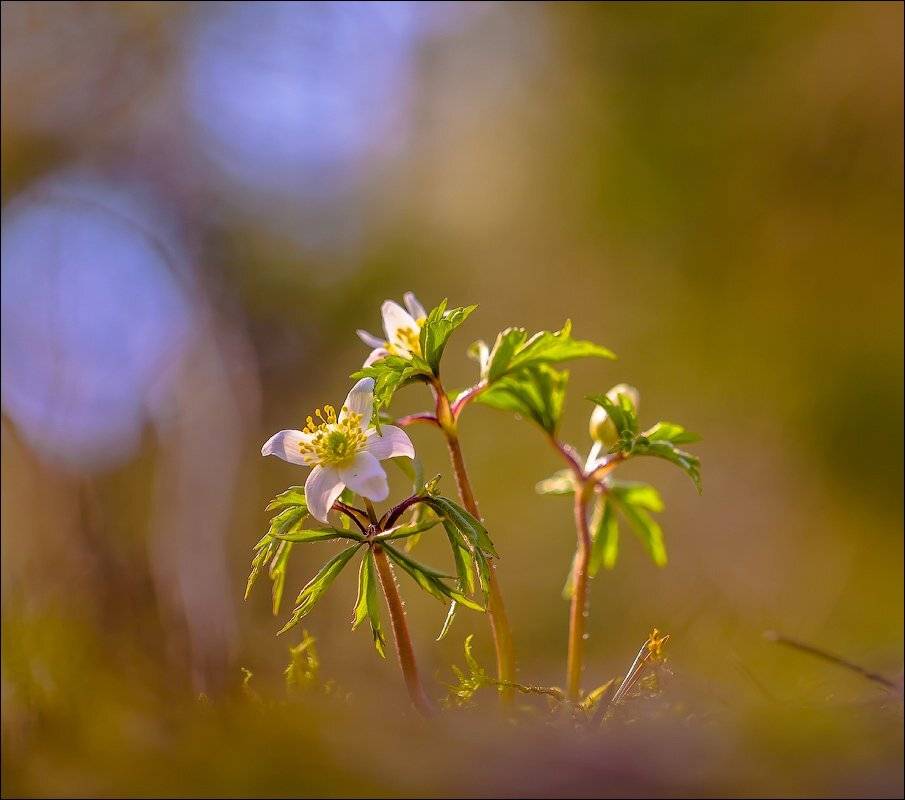 , Бурлов Андрей
