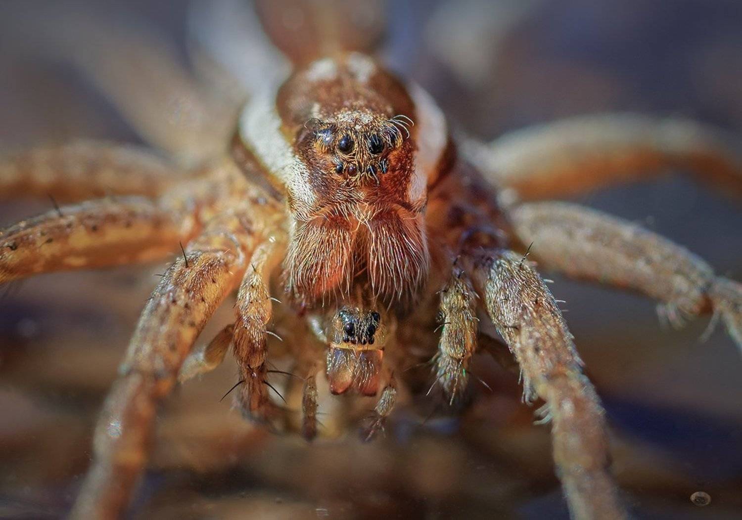 , Валерия Зверева