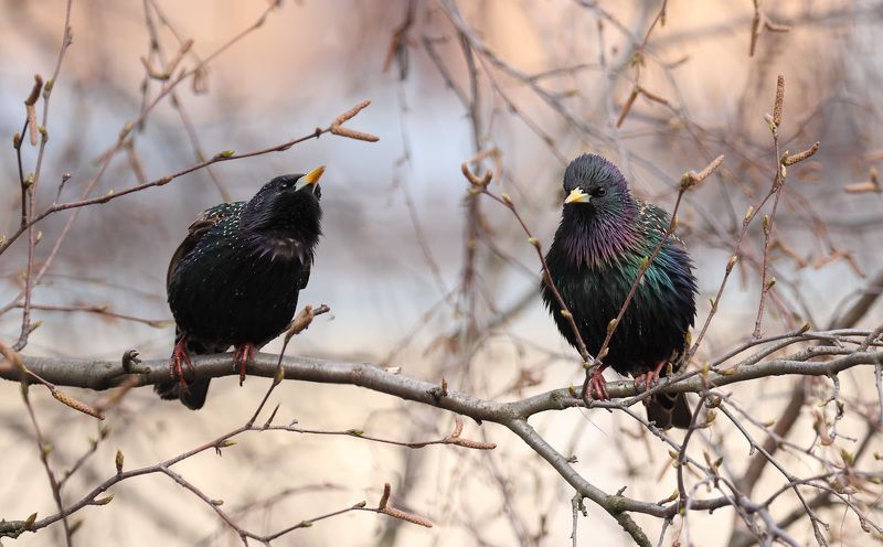 Скворцы прилетели фото превью