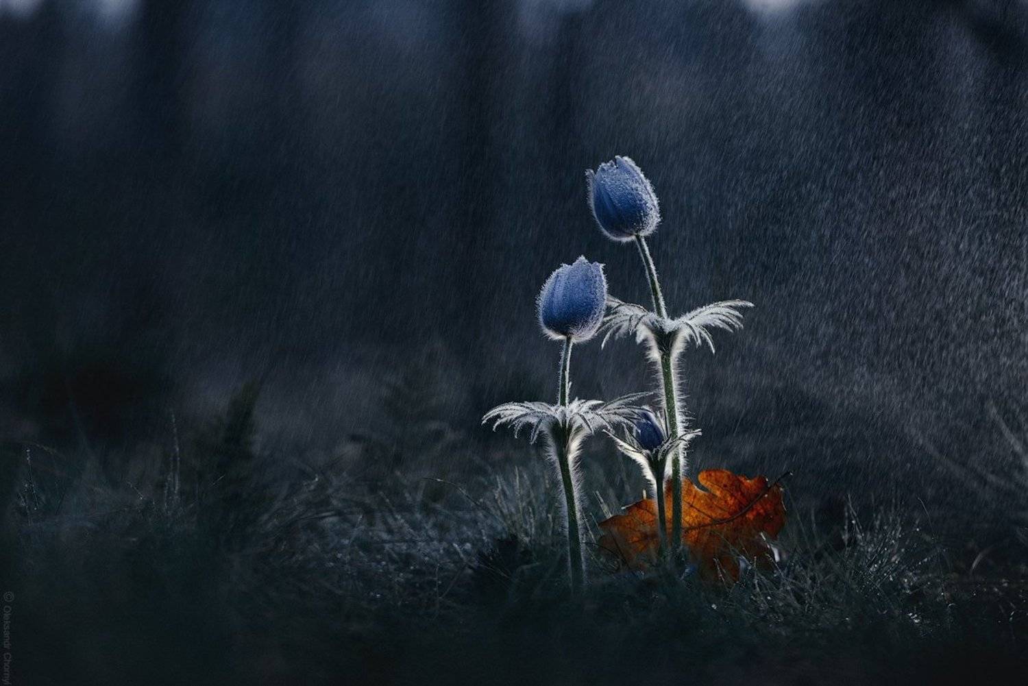 украина, коростышев, весна, природа, лес, сон трава, прострел, красота, макро, макро мир, макро красота, макро истории,, Александр Чорный