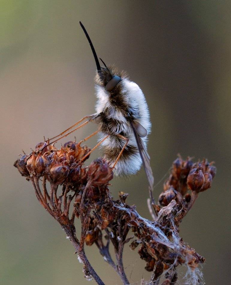 , Сергей Голубенко