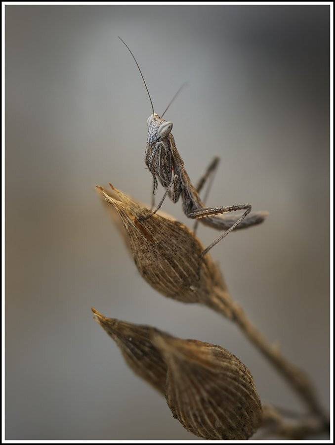 макропортрет, Виктор Кулицкий