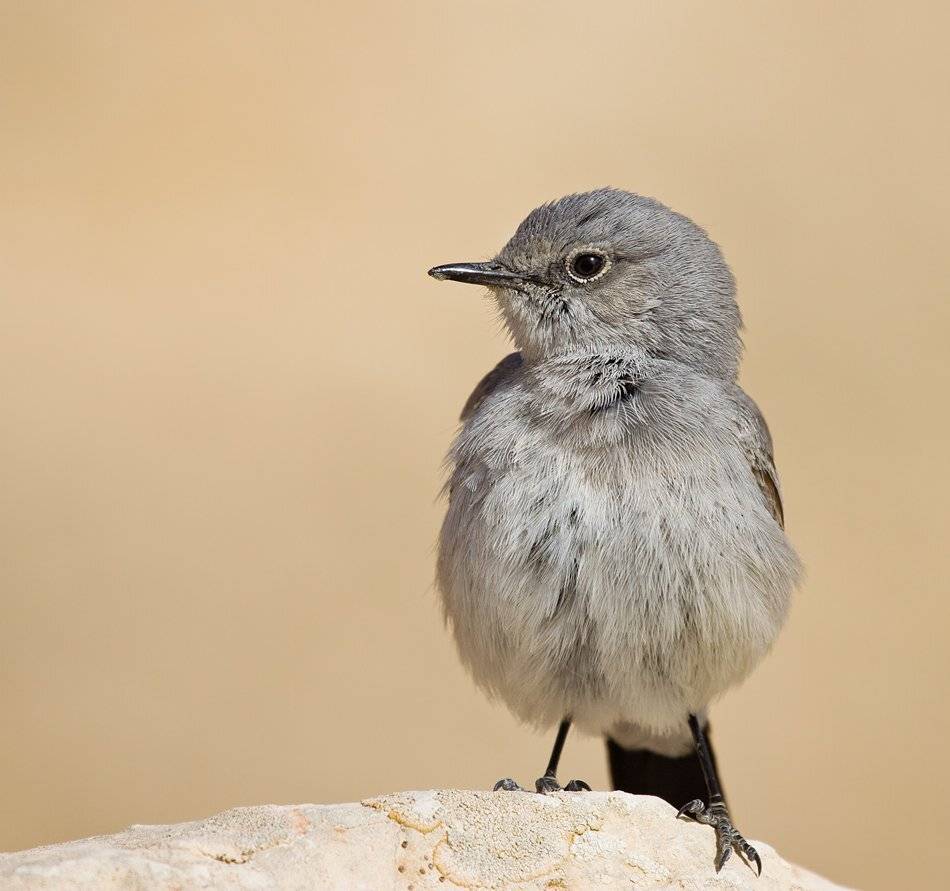 чернохвостка, Alena