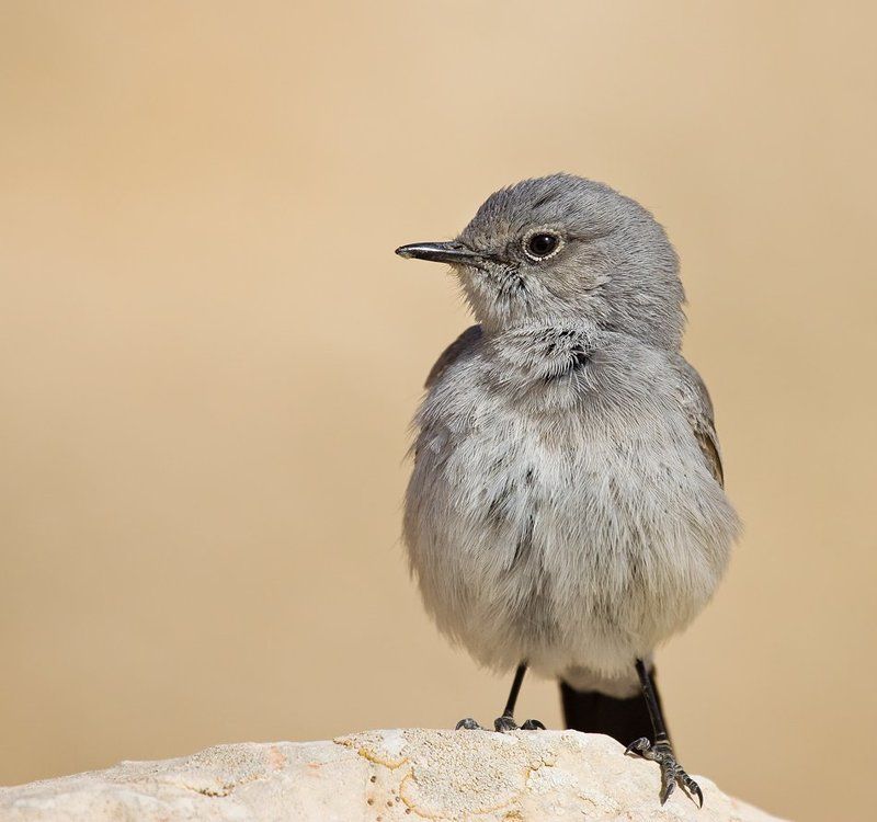 чернохвостка пушарик ))) фото превью