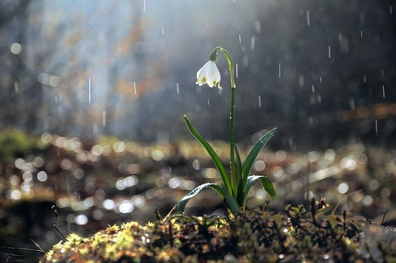 Первоцвет фото превью