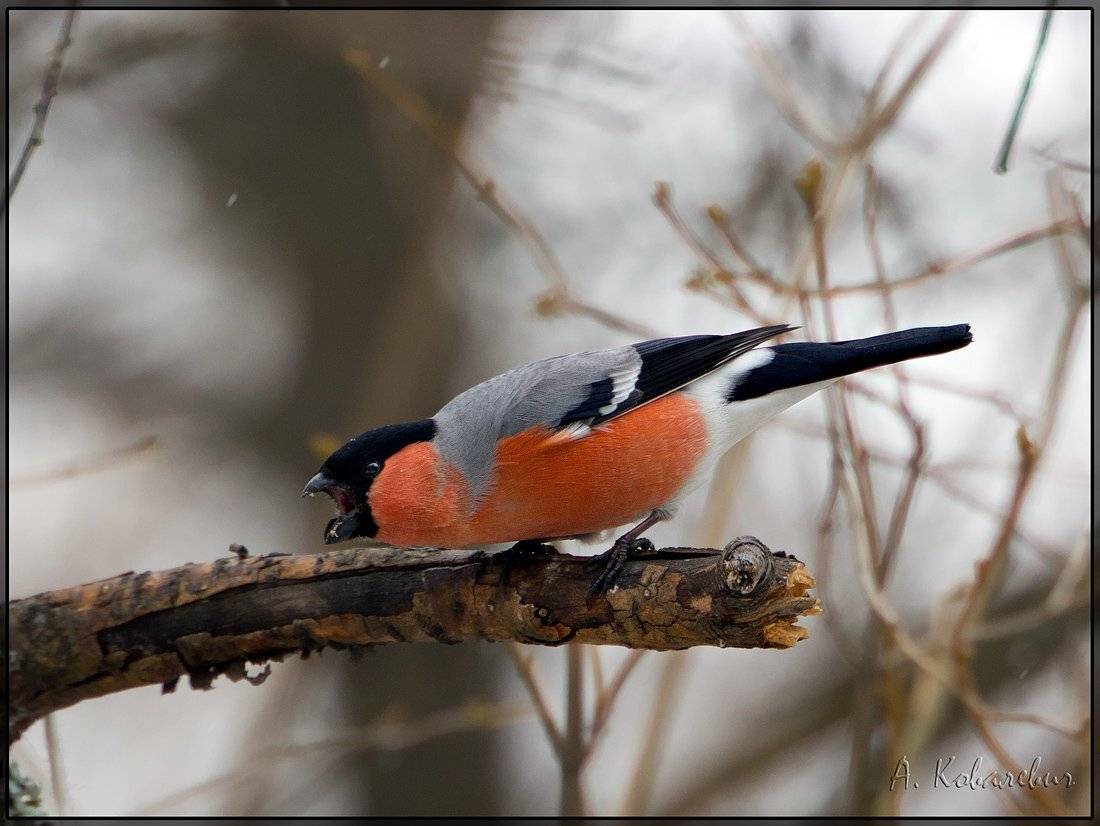 снегирь, Ковалевич А.