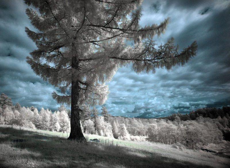 IR фото превью