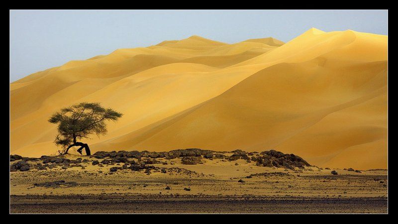 сахара, ливия, песок, дюны, африка Ливийский бонсай.... фото превью