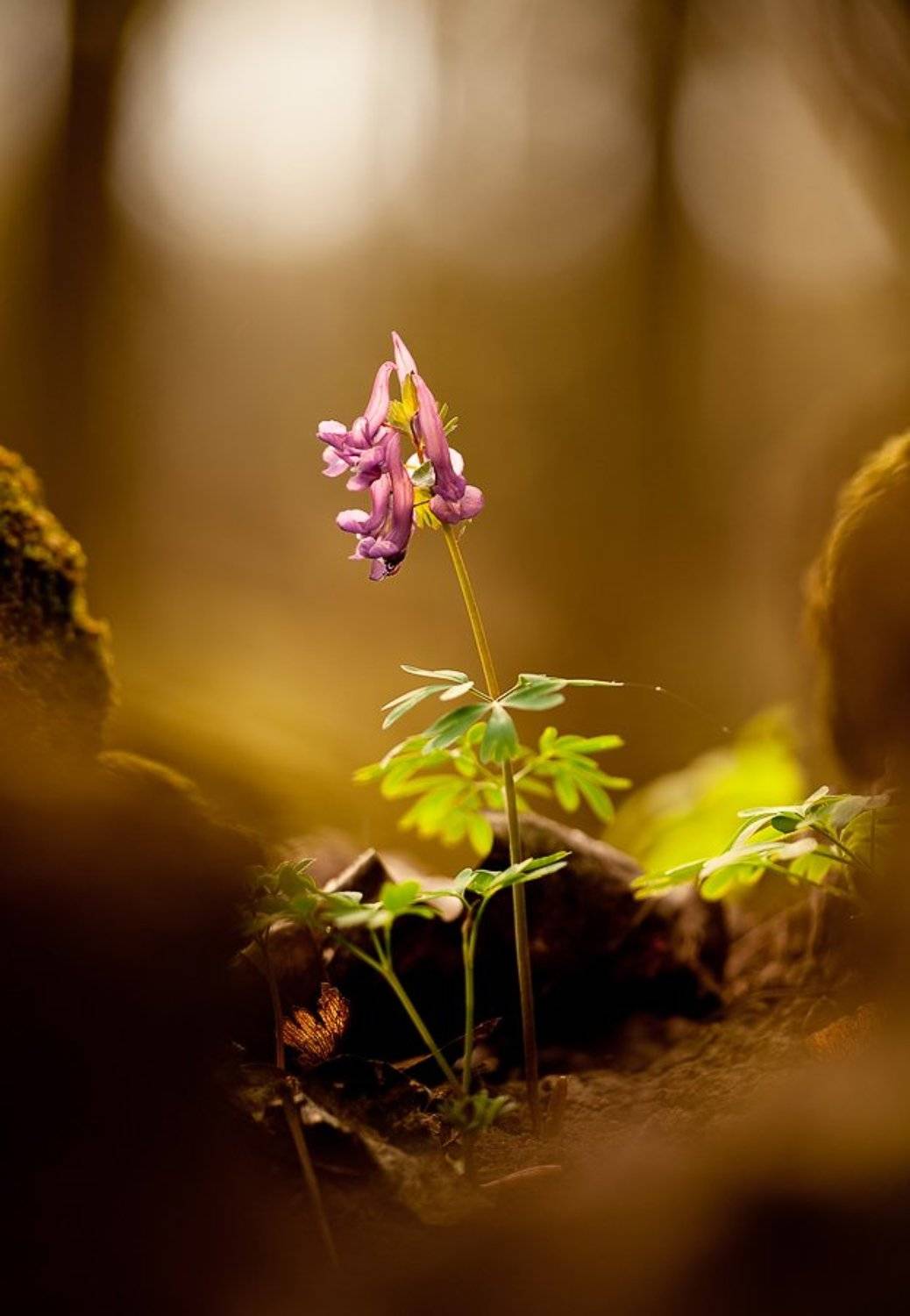 хохлатка, вечер, Юлия