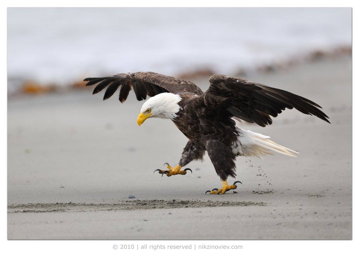 белоголовый орел, птица, птицы, дикая природа, аляска, зиновьев николай, Николай Зиновьев